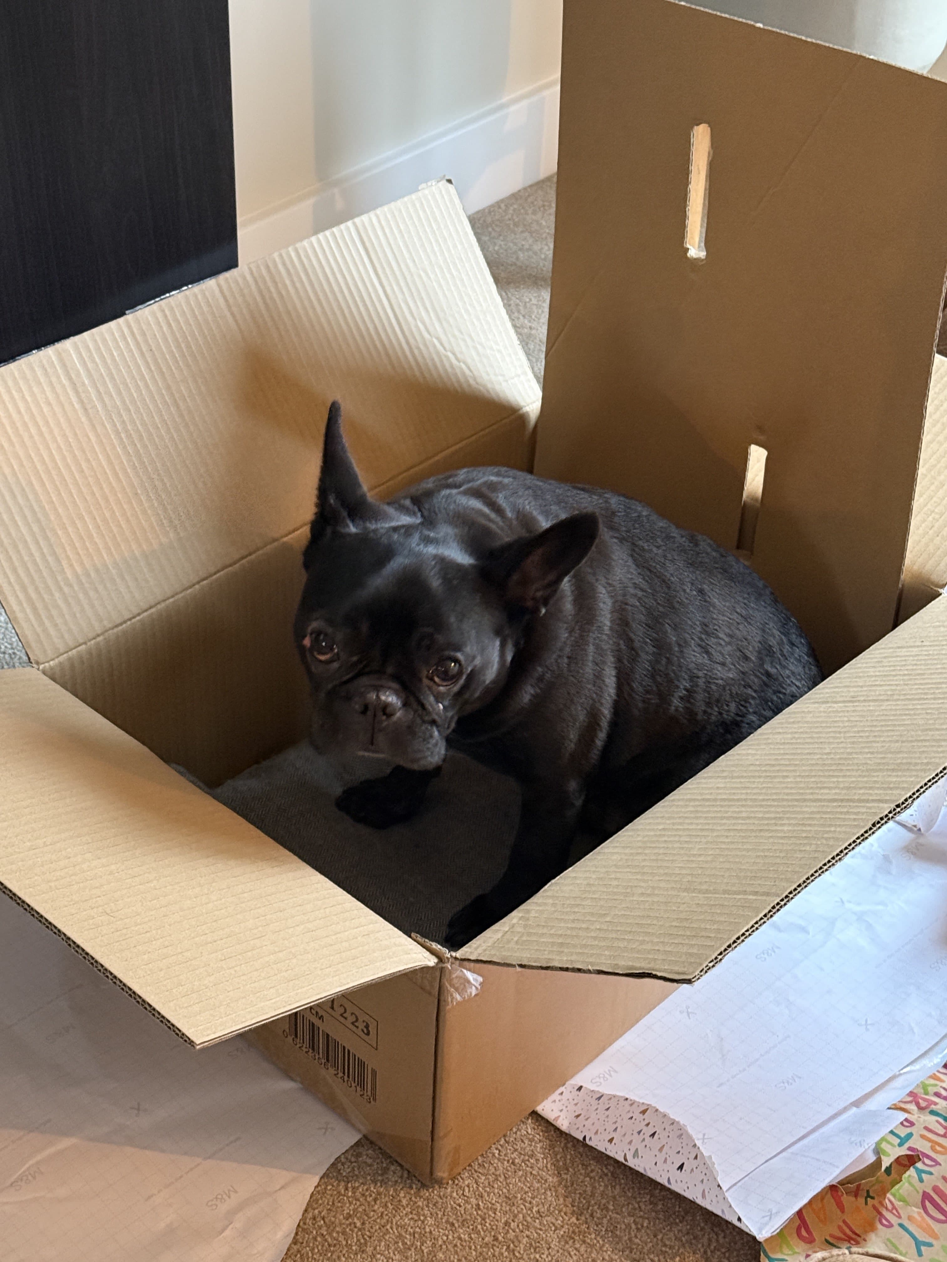 black french bulldog in a cardboard box
